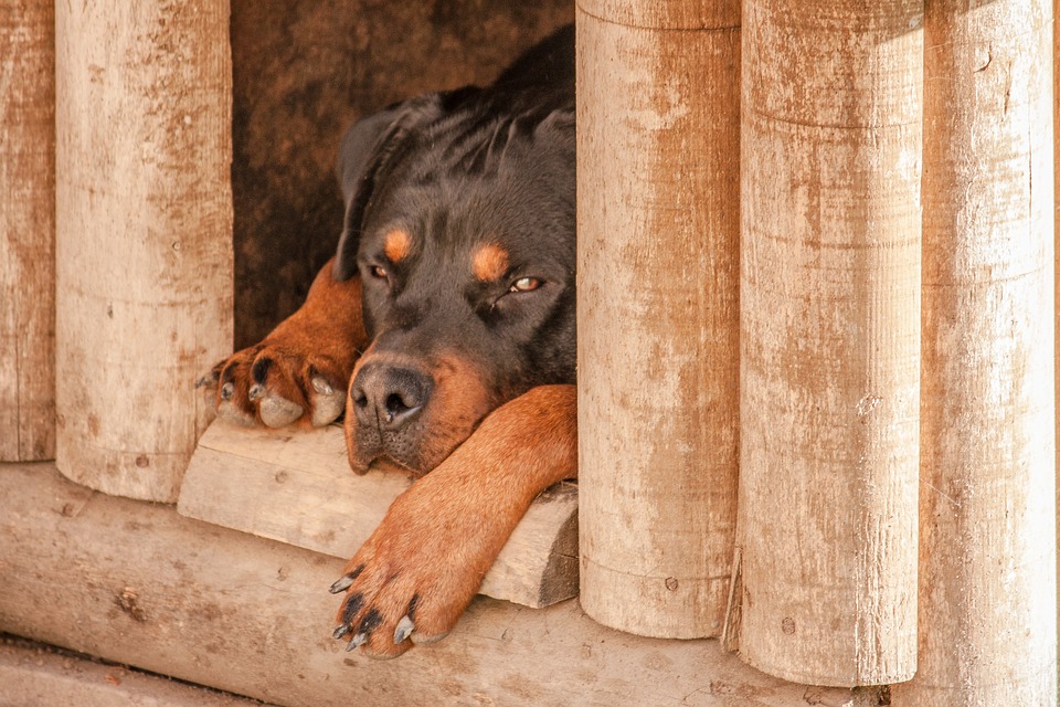 Quelle importance d’avoir une niche pour son chien ?