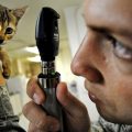 Vétérinaire : urgence animaux (chien et chat)