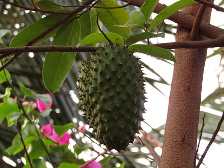 Le corossol, un fruit tropical aux multiples propriétés